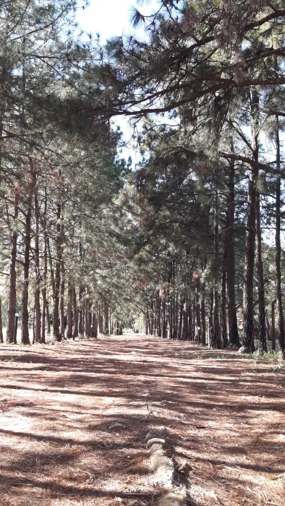 Vista da chácara para alugar em São Carlos